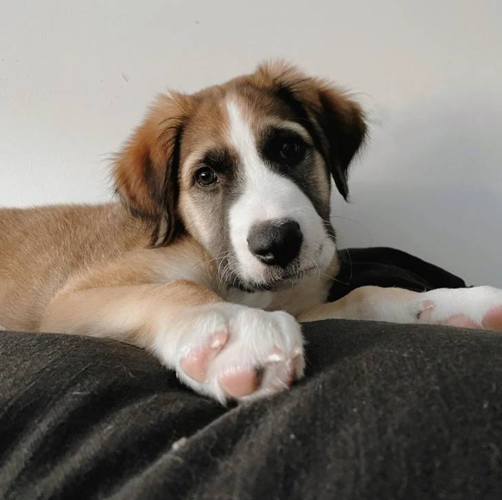 Un Saint Shepherd au pelage tricolore, allongé sur un lit et regardant la caméra