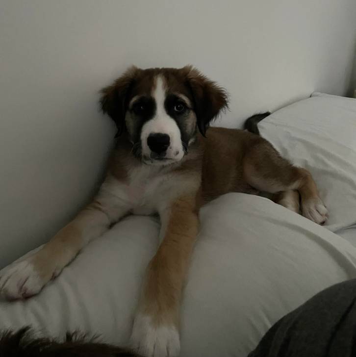 Un chiot Saint Shepherd au pelage tricolore, allongé sur des coussins et regardant la caméra