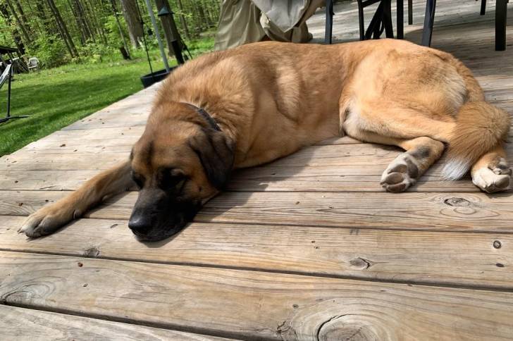 Un Saint Shepherd allongé sur un plancher en bois, et portant un collier autour du cou