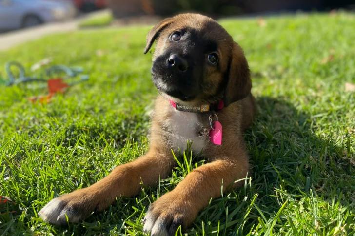 Un Saint Shepherd, allongé sur une surface en gazon et portant un collier autour du cou