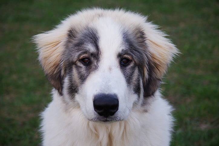 Gros plan d'un Saint Shepherd au pelage tricolore, regardant la caméra