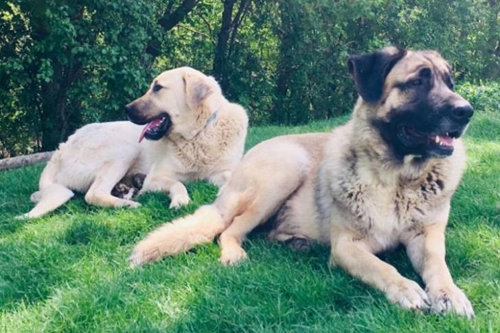 Deux Saint Shepherd allongés sur une surface herbacée et ayant la langue pendante