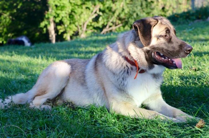 Un Saint Shepherd allongé sur une surface herbacée, tirant la langue et portant un collier au cou