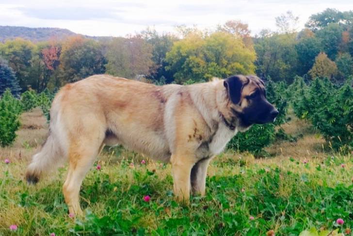 Un Saint Shepherd au pelage tricolore, debout sur ses quatre pattes dans un jardin