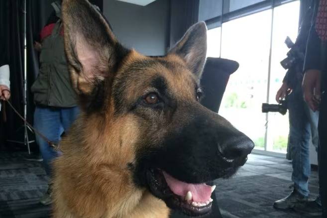 Un Saint Shepherd au pelage fauve, ayant les oreilles tendues et la gueule légèrement ouverte