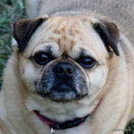 Photo prise de haut d'un Chug portant un collier 