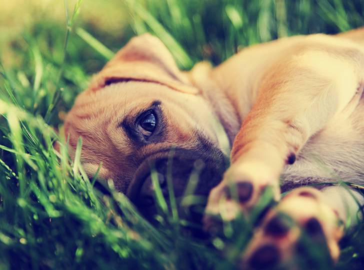 Un Chug au pelage fauve, allongé dans l'herbe