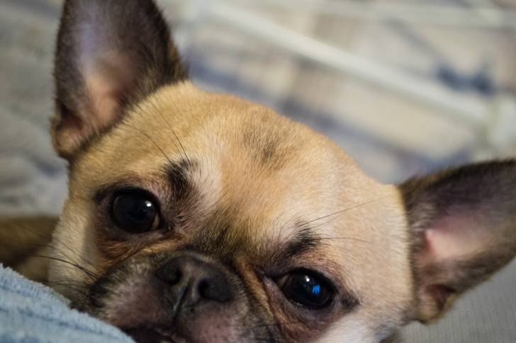 Un gros plan d'un Chug aux oreilles droites, au pelage fauve et masque noir