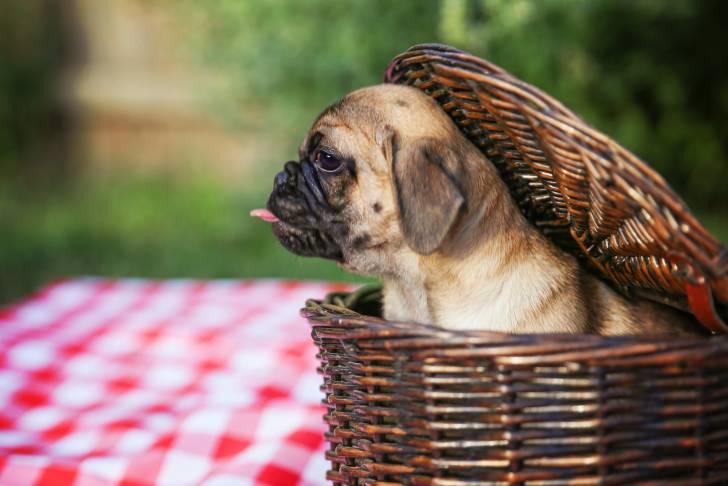 Un chiot Chug au pelage fauve et masque noir, assis dans un panier à pique-nique