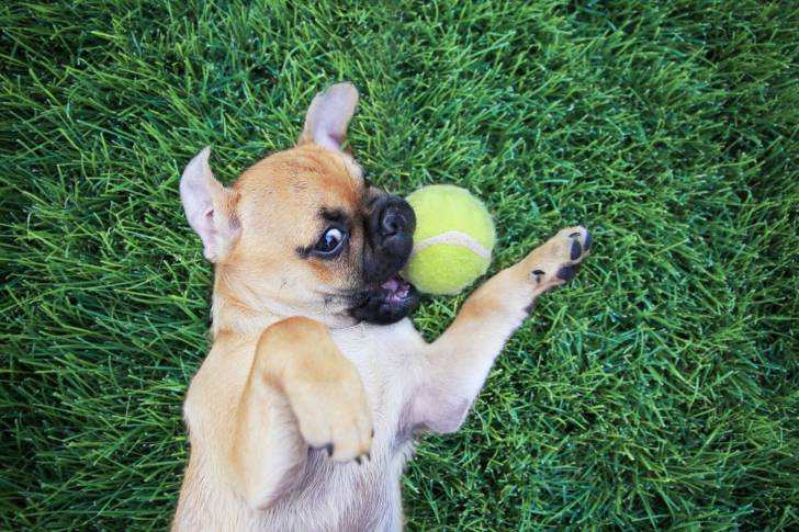 Un chiot Chug au pelage beige et masque noir, jouant dans l'herbe avec une balle de tennis