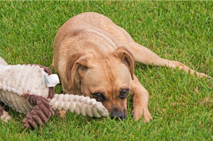 Un Chug au pelage fauve, allongé dans l'herbe à côté de son jouet