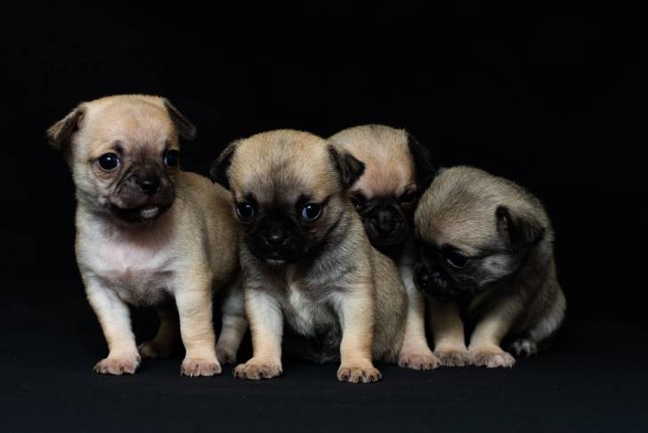 Quatre chiots Chug au pelage fauve et masque noir