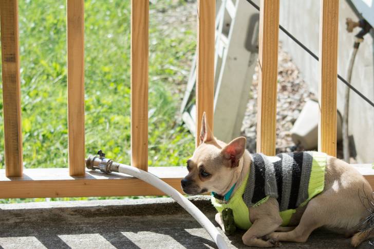 Un Chug au pelage fauve sur une terrasse, portant un manteau à rayures