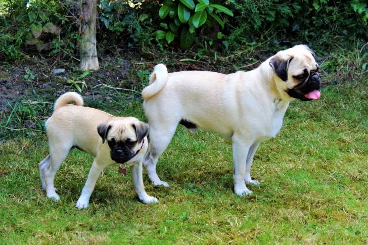 Un chiot Chug et un Pug adulte, tous deux au pelage beige et masque noir