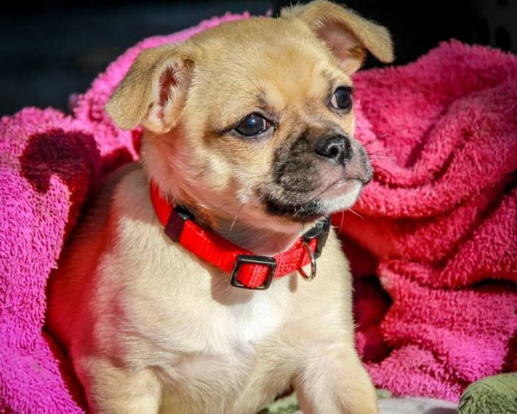 Un Chug portant un collier rouge et assis sur une couverture rose