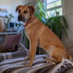 Un Boxer Shepherd assis sur canapé et portant un collier autour du cou 