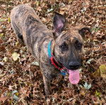 Un Boxer Shepherd à la robe bringée tirant la langue et portant un collier autour du cou