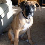 Un Boxer Shepherd assis sur un tapis et portant un collier autour du cou