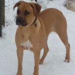 Un Boxer Shepherd debout sur ses quatre pattes sur un sol enneigée et portant un collier au cou