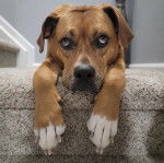 Un Boxer Shepherd allongé sur les marches d'un escalier et regardant la caméra