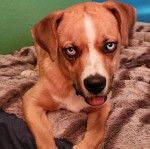Un Boxer Shepherd allongé sur un matelas, tirant la langue et regardant la caméra