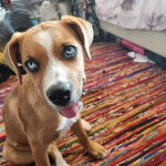 Un Boxer Shepherd assis sur un tapis et tirant légèrement la langue