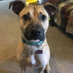 Un Chiot Boxer Shepherd assis sur un tapis et portant un collier autour du cou