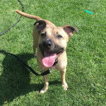 Un Boxer Shepherd au pelage bicolore tirant la langue et qui est tenu en laisse.