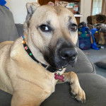 Un Boxer Shepherd allongé sur un canapé, portant un collier autour du cou et regardant la caméra