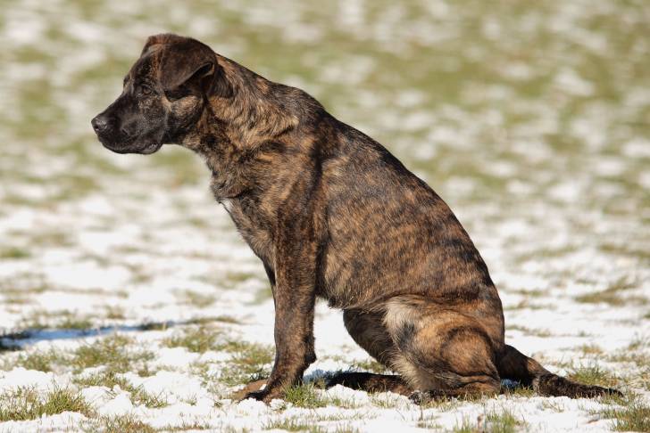 Un Boxer Shepherd à la robe bringée, assis sur un sol enneigé