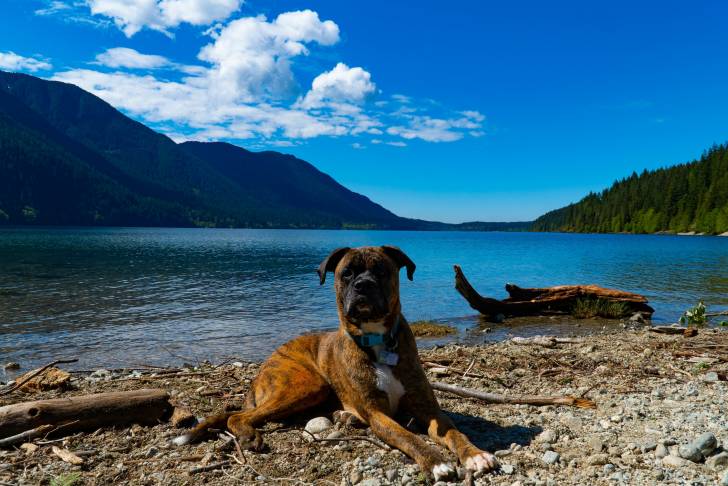 Un Boxer Shepherd à la robe bringée, allongé au bord d'un lac