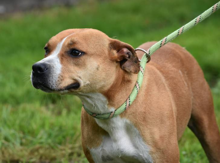 Un gros plan d'un Boxer Shepherd à la robe bicolore fauve et blanc, tenu en laisse