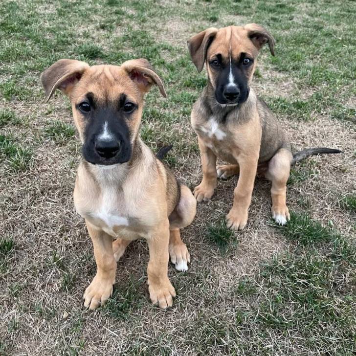Deux Boxer Shepherd assis sur une surface herbacée et regardant la caméra 