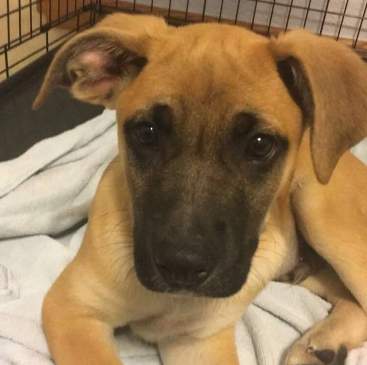 Un Boxer Shepherd au pelage fauve ayant des oreilles tombantes et regardant la caméra