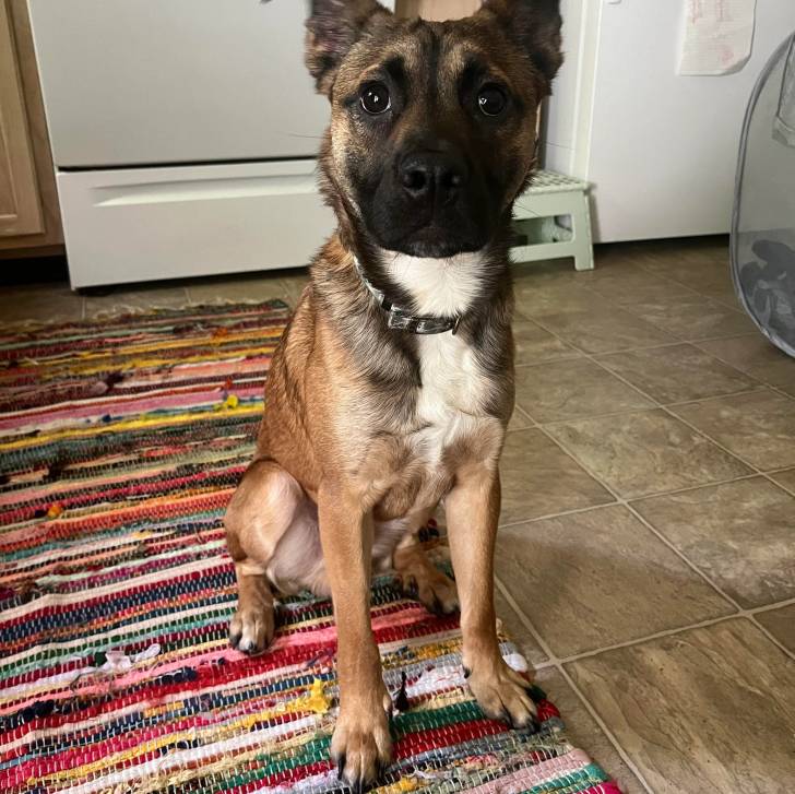 Un Boxer Shepherd au pelage tricolore blanc fauve noir assis sur un tapis et portant un collier 
