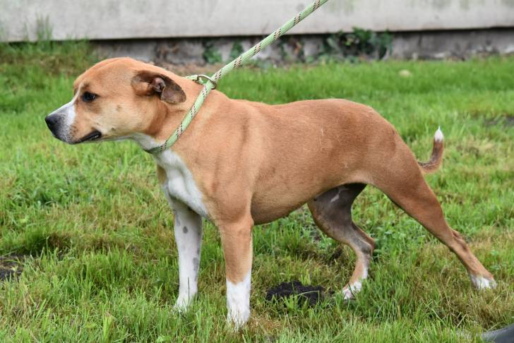 Un Boxer Shepherd à la robe bicolore fauve et blanc, tenu en laisse sur un gazon