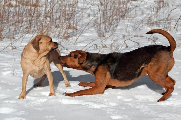 Un Pug et un Boxer Shepherd à la robe noir et feu, jouant dans la neige