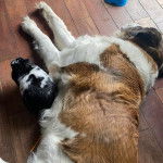 Un Saint Bermastiff au pelage bicolore, allongé sur un plancher en bois