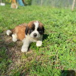 Un chiot Saint Bermastiff au pelage tricolore, allongé sur une surface herbacée 