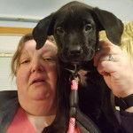 Un chiot Saint Bermastiff au pelage bicolore, assis sur une femme et qui est tenu en laisse