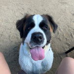 Un Saint Bermastiff assis sur une surface sableuse, regardant la caméra et ayant la langue pendante
