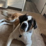 Un Saint Bermastiff alongé sur une surface carrelé, et portant un collier autour du cou