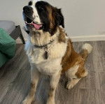 Un Saint Bermastiff assis sur un plancher en bois, ayant la gueule légèrement ouverte, et portant un collier au cou