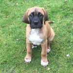 Un chiot Saint Bersmatiff assis sur une surface herbacée, et regardant la caméra