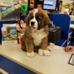Un chiot Saint Bermastiff assis au pelage bicolore, et portant un collier autour du cou 
