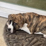 Un Saint Bermastiff à la robe bicolore, allongé sur un tapis et portant un collier autour du cou