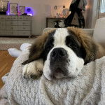 Un Saint Bermastiff au pelage tricolore, allongé sur un canapé et regardant la caméra