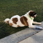 Un Saint Bermastiff au pelage bicolore, allongé sur une pelouse et portant un collier autour du cou