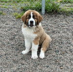 Un Saint Bermastiff assis sur un sol en gravier stabilisé, et regardant la caméra