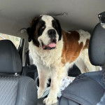 Un Saint Bermastiff au pelage tricolore, debout sur ses quatre pattes dans une voiture et tirant la langue. 